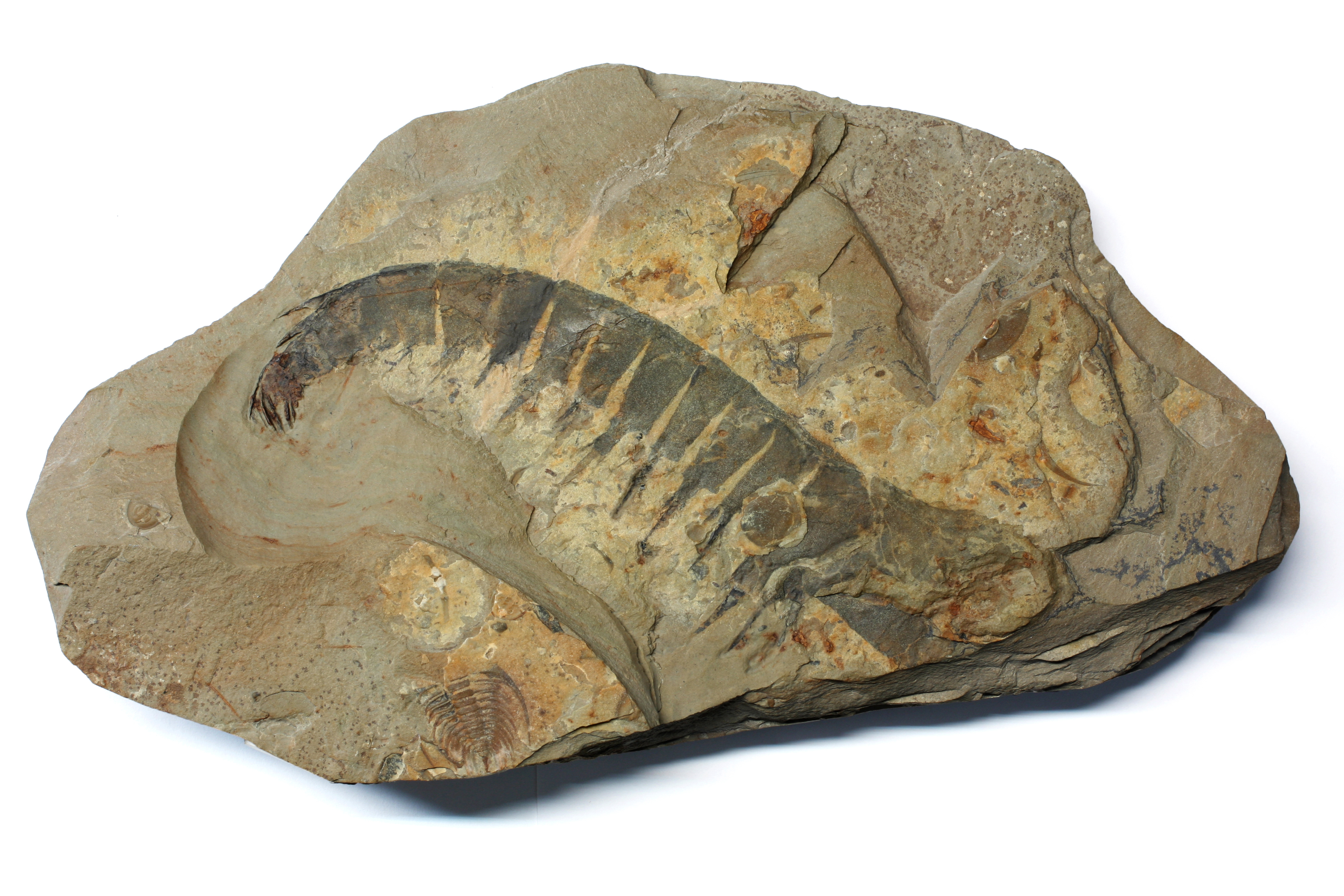 Anomalocaris appendage