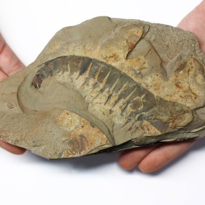 Anomalocaris appendage