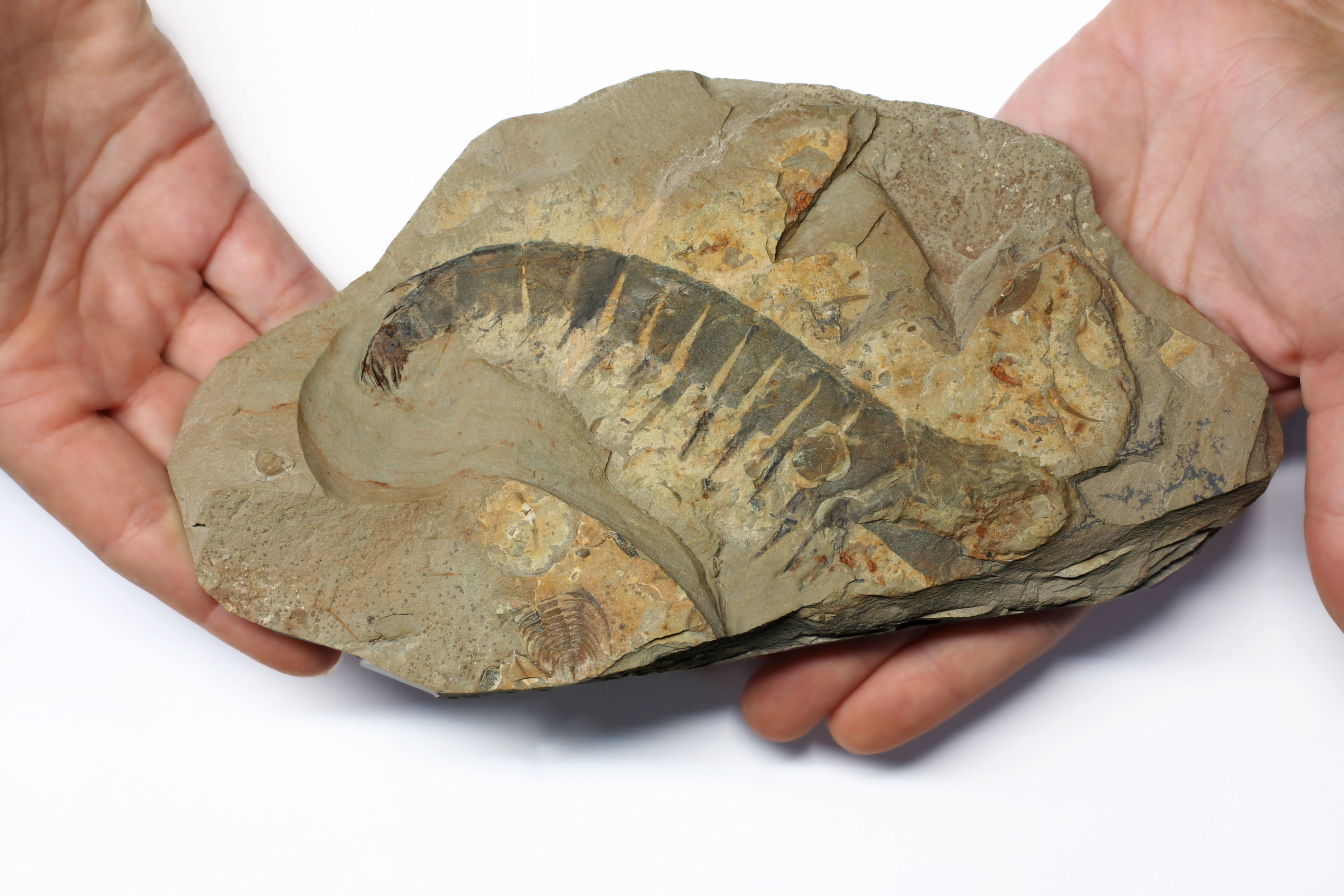 Anomalocaris appendage