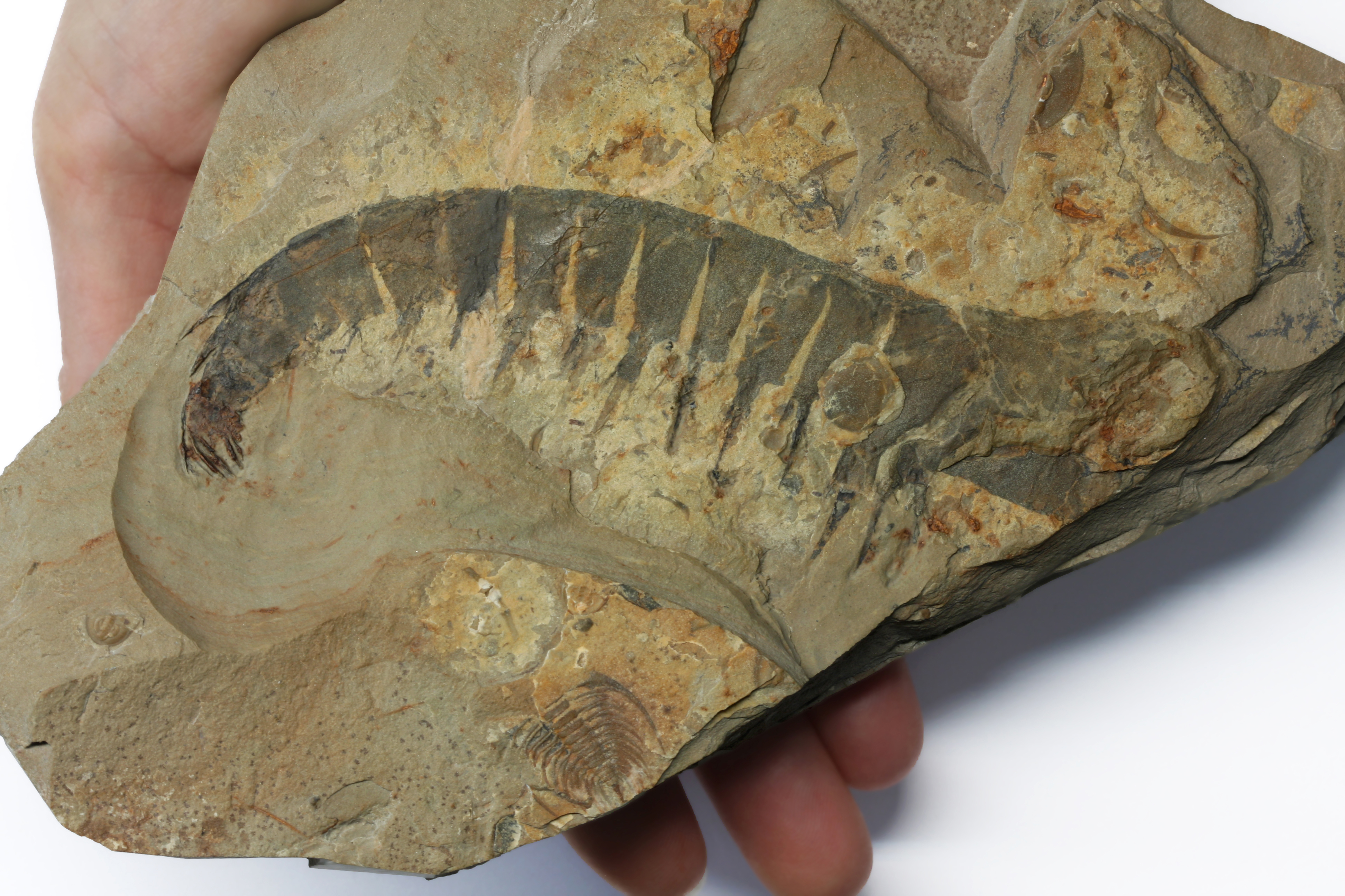 Anomalocaris appendage