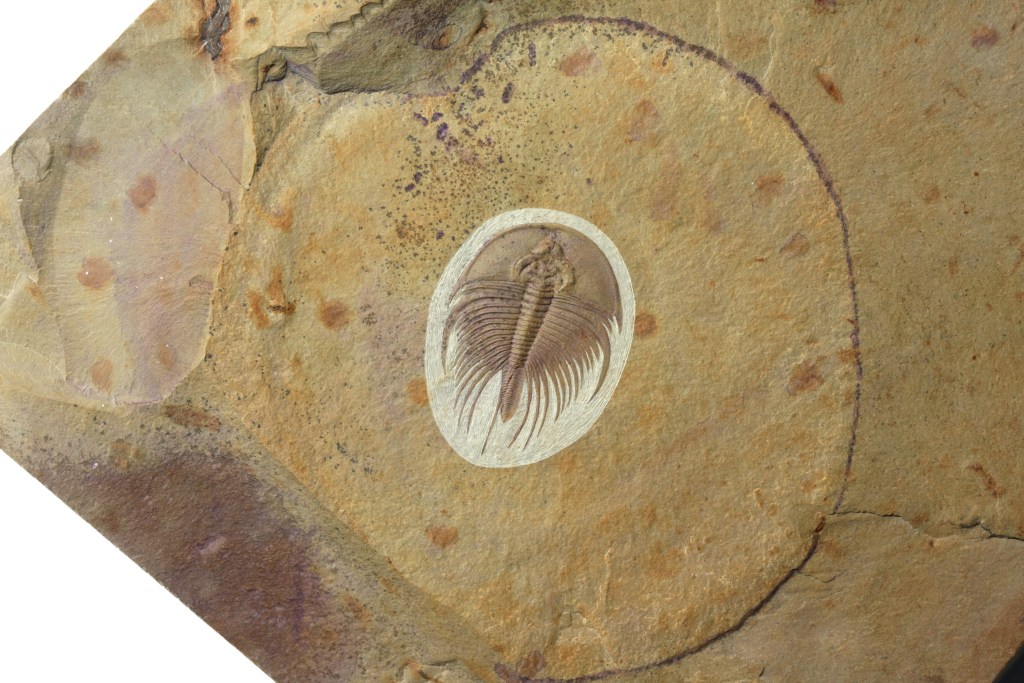 Olenellus fowleri