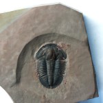 Asaphiscus wheeleri