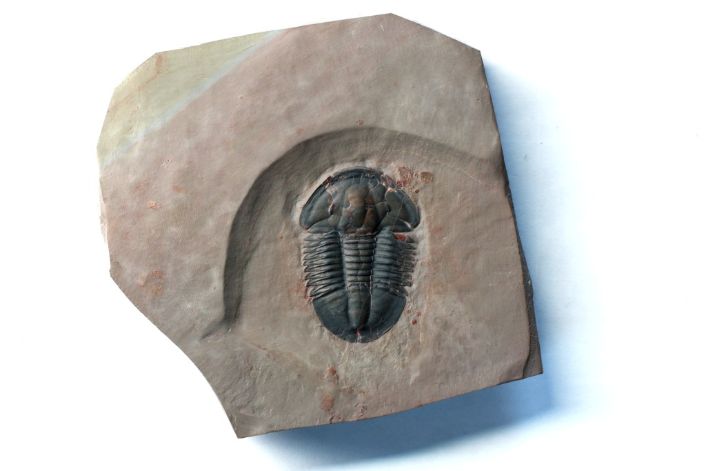 Asaphiscus wheeleri