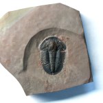 Asaphiscus wheeleri