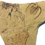Bristolia insolens