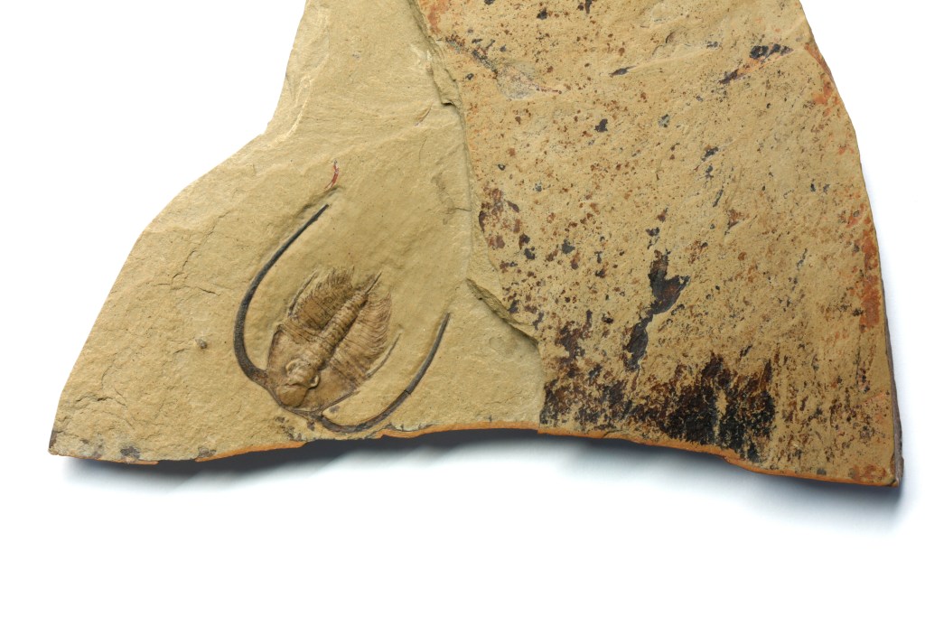 Bristolia insolens