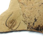 Bristolia insolens