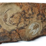 Bristolia bristolensis