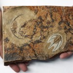 Bristolia bristolensis