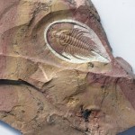 Olenellus chiefensis