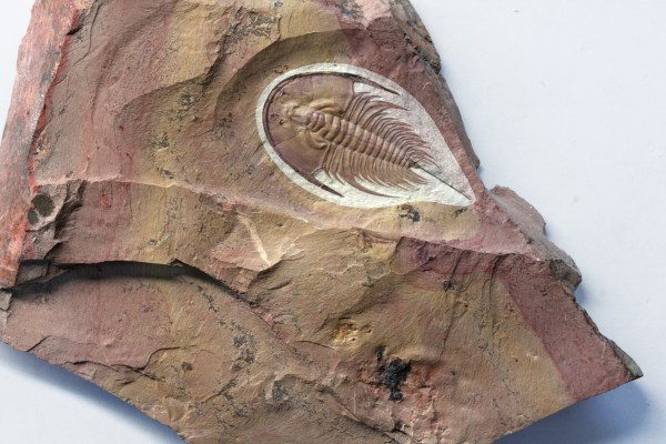 Olenellus chiefensis