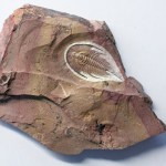 Olenellus chiefensis