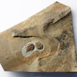 Nephrolenellus