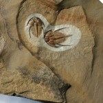 Nephrolenellus