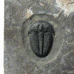 Elrathia marjumi
