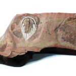 Mesonacis (Olenellus) cf. fremonti