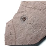 Genevievella