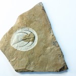 Bristolia