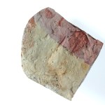Lochmanolenellus
