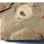 Olenellus terminatus
