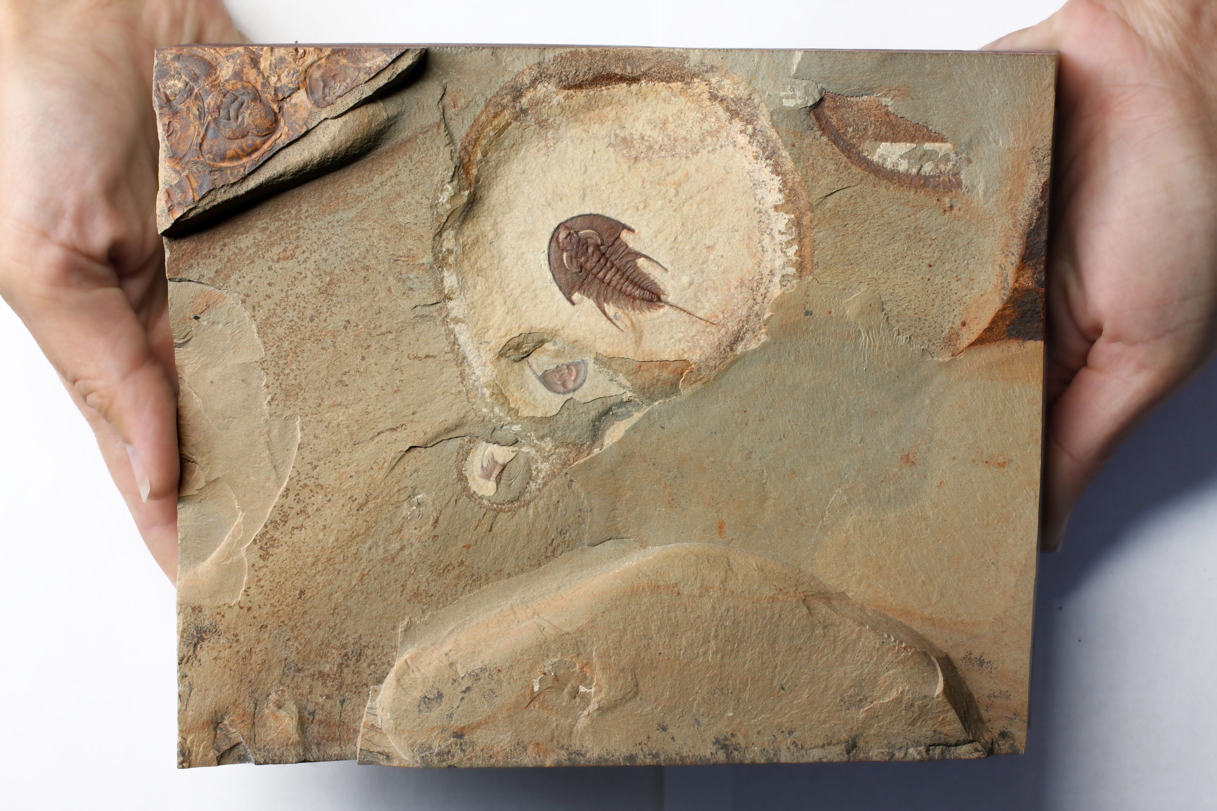 Olenellus terminatus