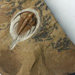 Olenellus gilberti