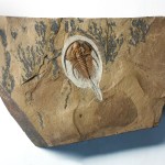 Olenellus gilberti
