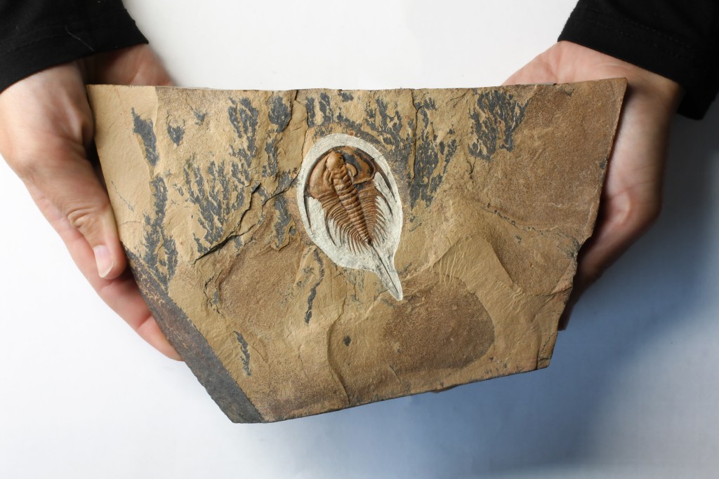 Olenellus gilberti