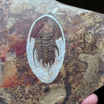 Olenellus