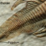 Nephrolenellus