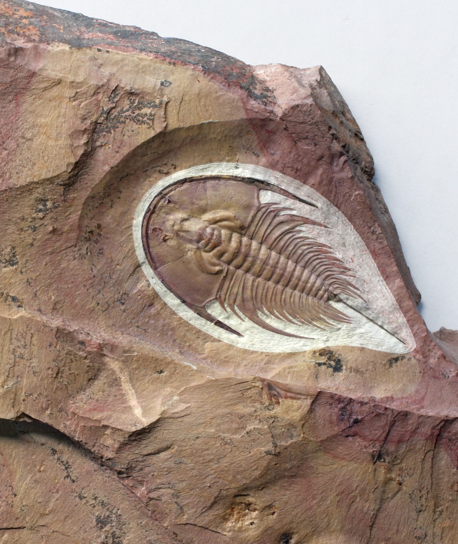 Olenellus chiefensis