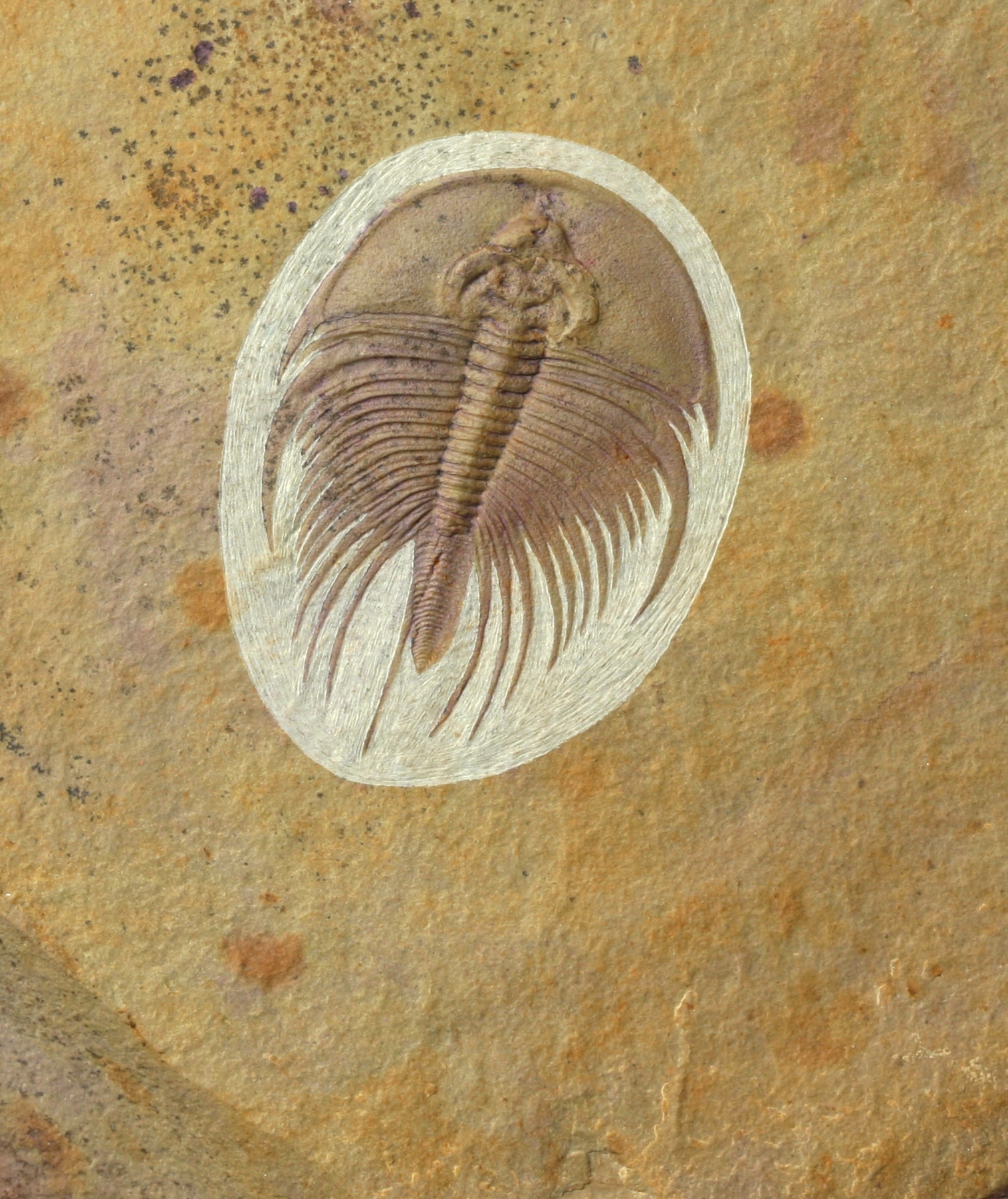 Olenellus fowleri