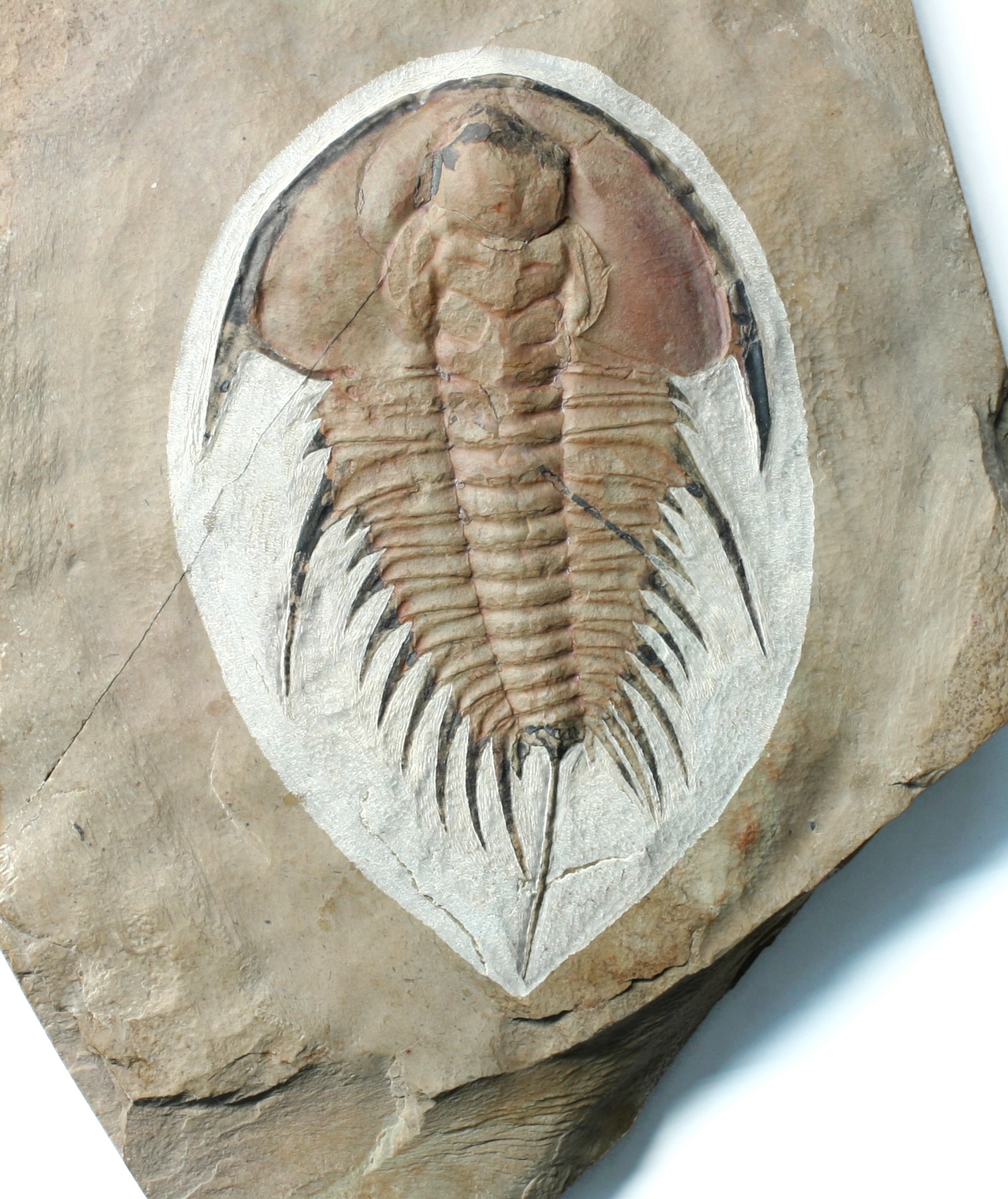 Olenellus fremonti