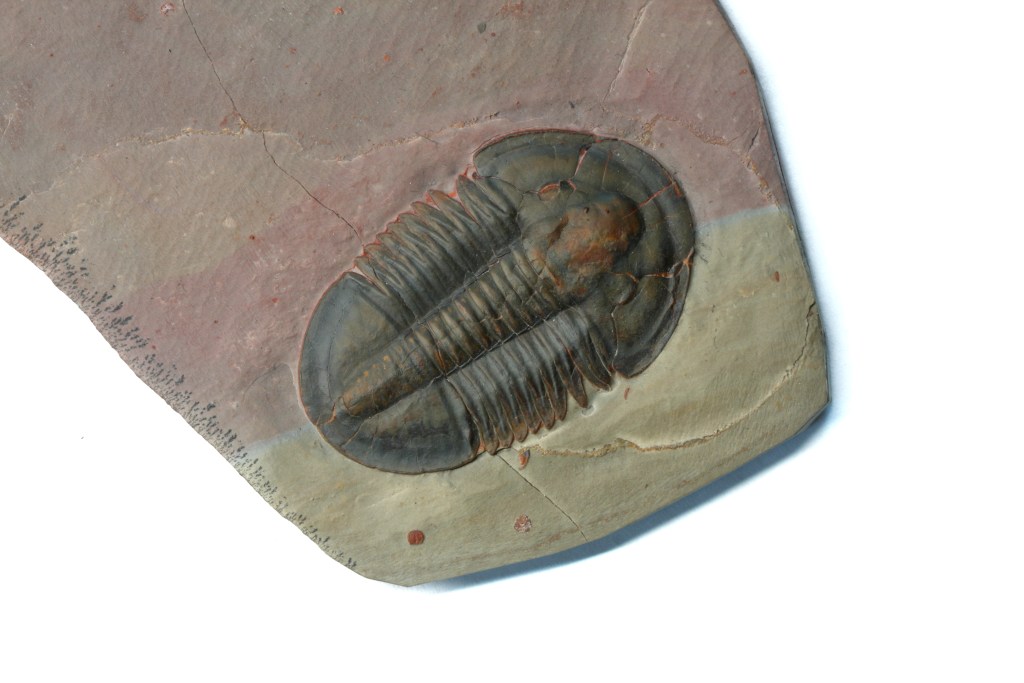 Asaphiscus