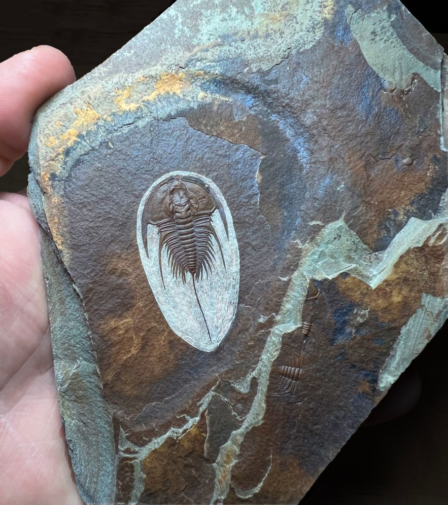 Olenellus