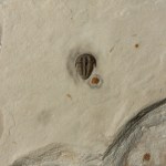 Bolaspidella