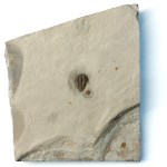 Bolaspidella