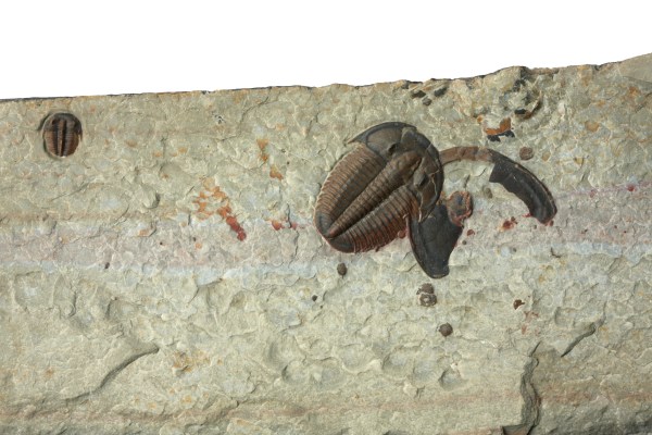 Elrathia with Bolaspidella