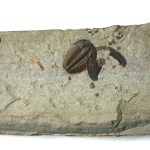 Elrathia with Bolaspidella