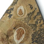 Olenellus chiefensis Olenellus gilberti