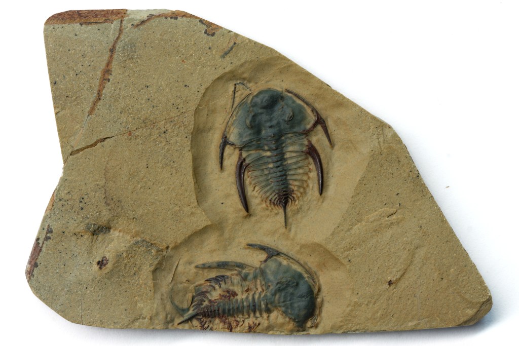 Paranephrolenellus