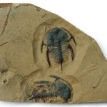 Paranephrolenellus