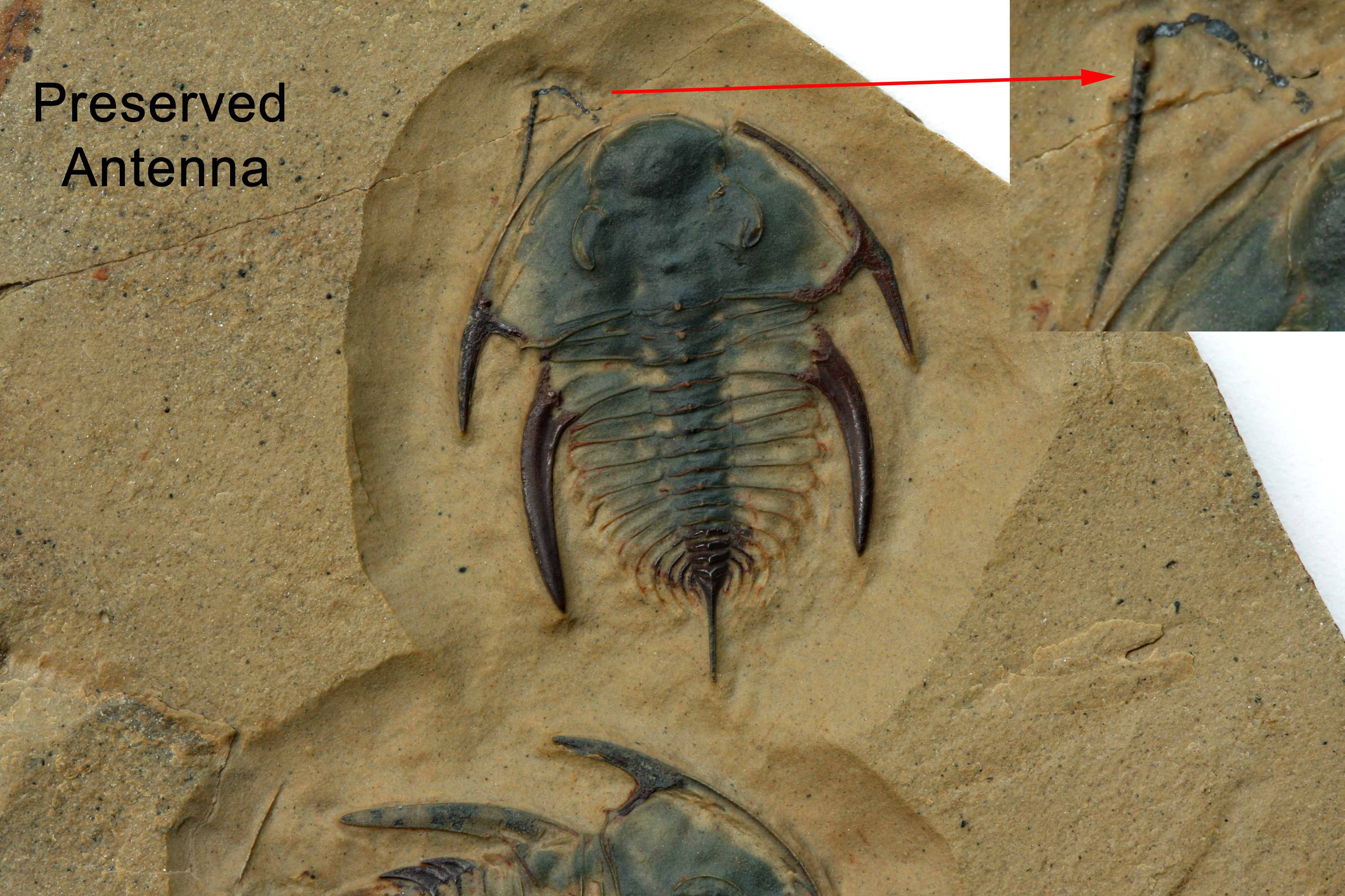Paranephrolenellus