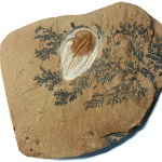 Olenellus fowleri