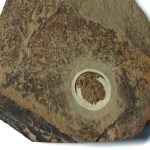 Fallotaspis