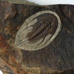 Large Olenellus chiefensis