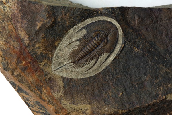 Large Olenellus chiefensis