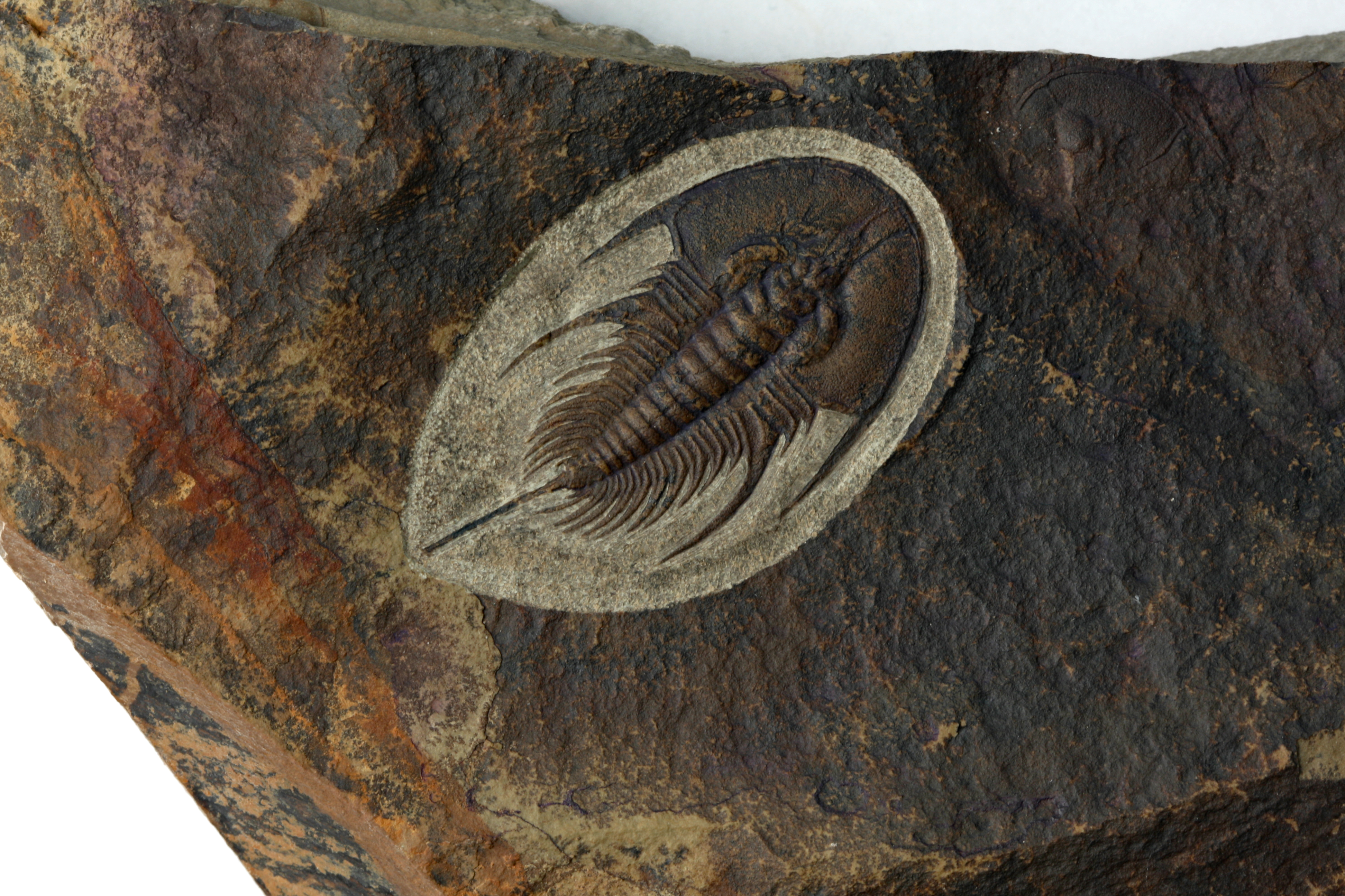 Large Olenellus chiefensis