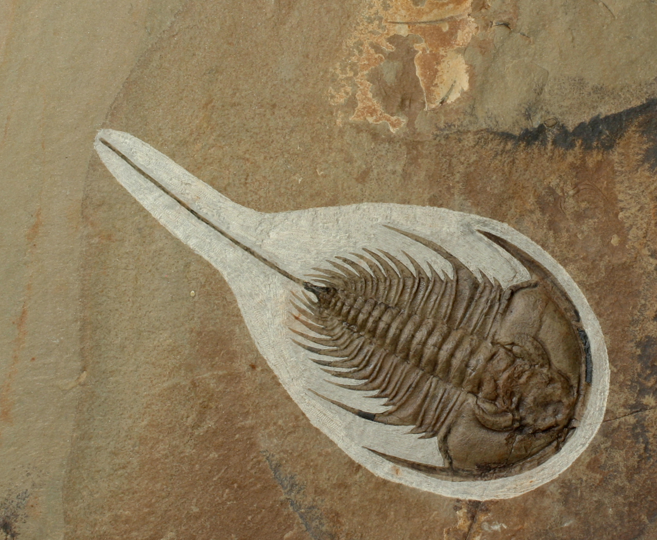 Mesonacis