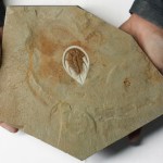 Large Olenellus gilberti